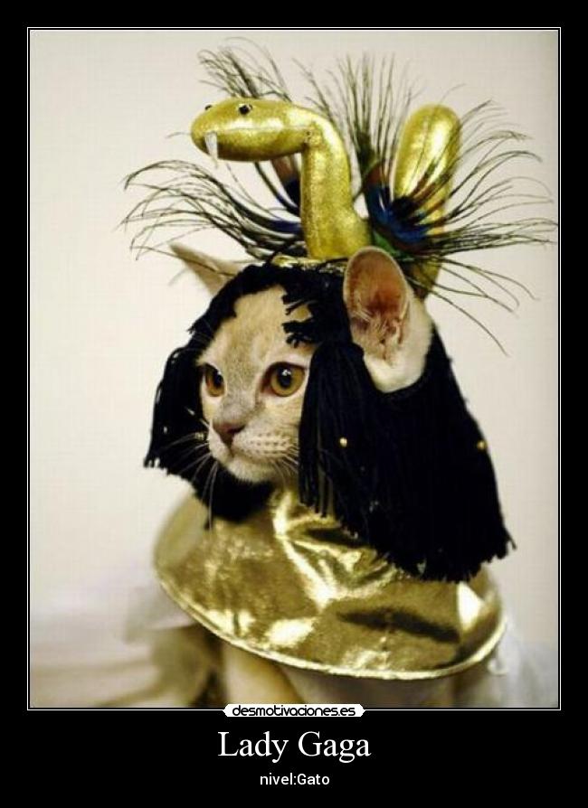 Lady Gaga - nivel:Gato