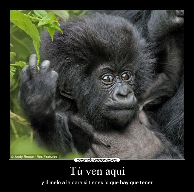 carteles wwemaniaco2011 desmotivaciones