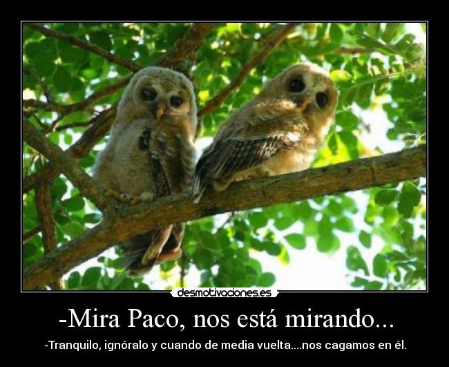 -Mira Paco, nos está mirando... - -Tranquilo, ignóralo y cuando de media vuelta....nos cagamos en él.