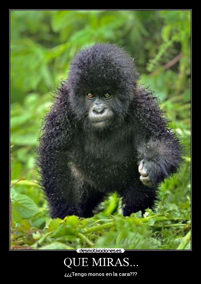QUE MIRAS... - ¿¿¿Tengo monos en la cara???