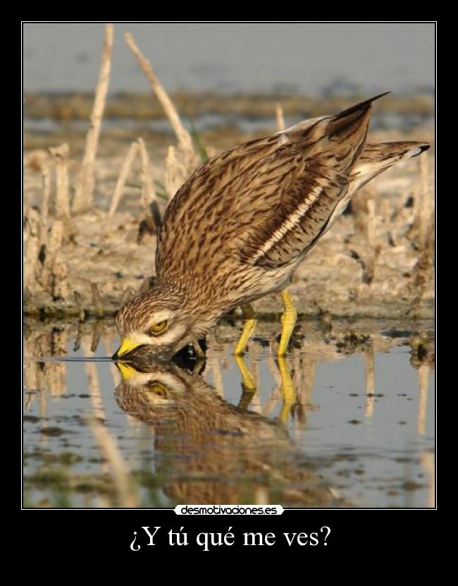 ¿Y tú qué me ves? -