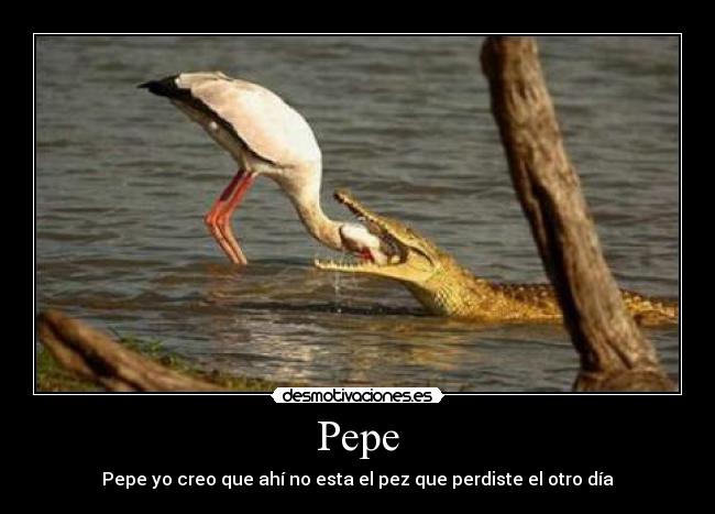 Pepe - Pepe yo creo que ahí no esta el pez que perdiste el otro día