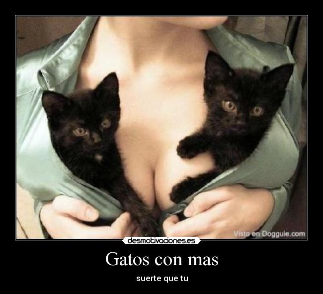 Gatos con mas -