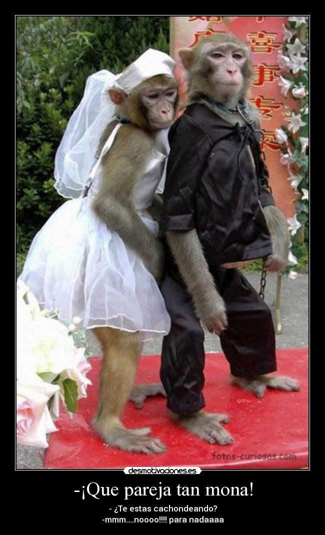 -¡Que pareja tan mona! - - ¿Te estas cachondeando?
-mmm....noooo!!!! para nadaaaa