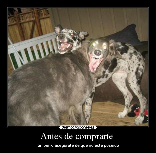Antes de comprarte  - 