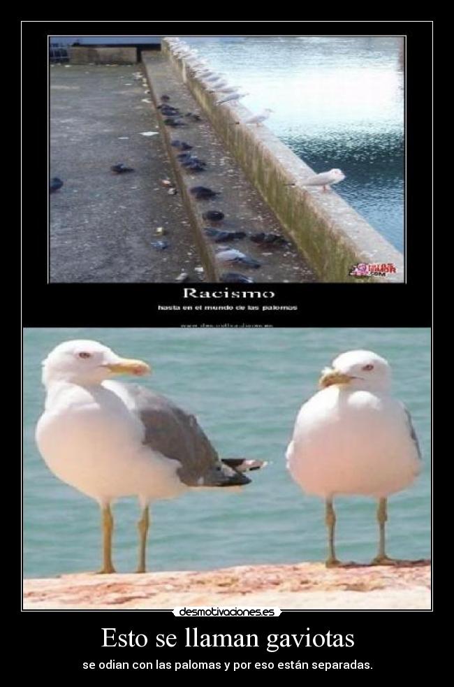 Esto se llaman gaviotas - 