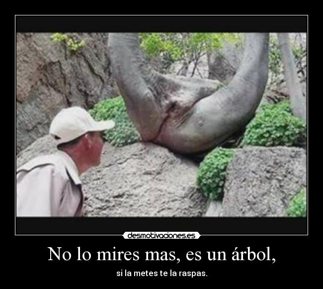 No lo mires mas, es un árbol, - si la metes te la raspas.