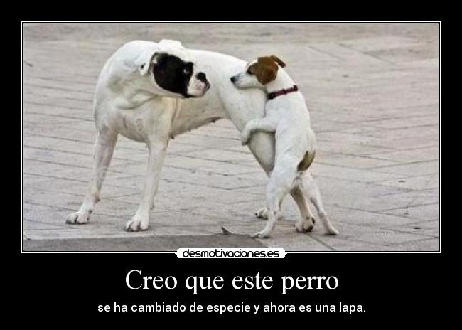 Creo que este perro - se ha cambiado de especie y ahora es una lapa.