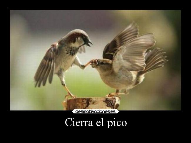 Cierra el pico - 