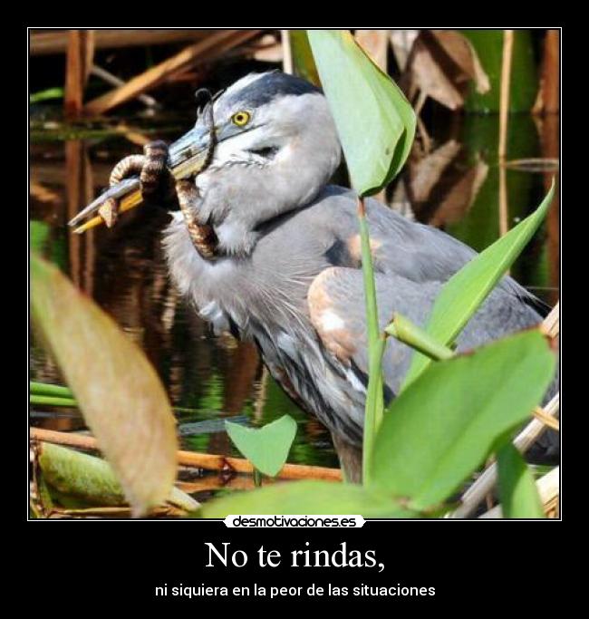 No te rindas, - ni siquiera en la peor de las situaciones