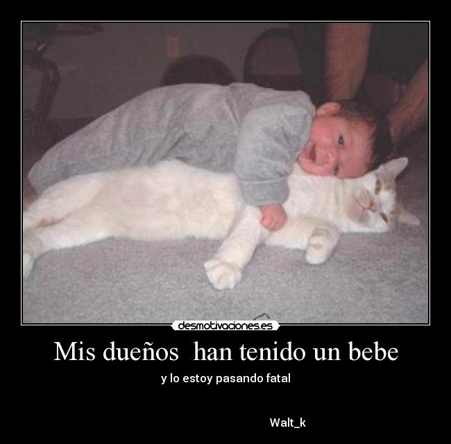 carteles gatosgoordo lastimado desmotivaciones