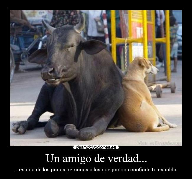 Un amigo de verdad... -