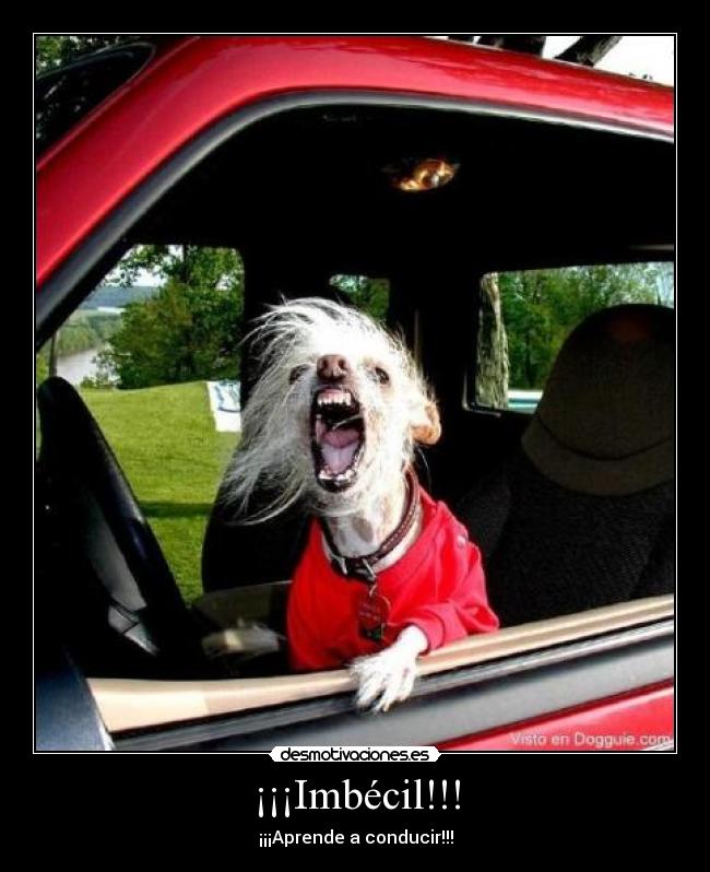 ¡¡¡Imbécil!!! - ¡¡¡Aprende a conducir!!!