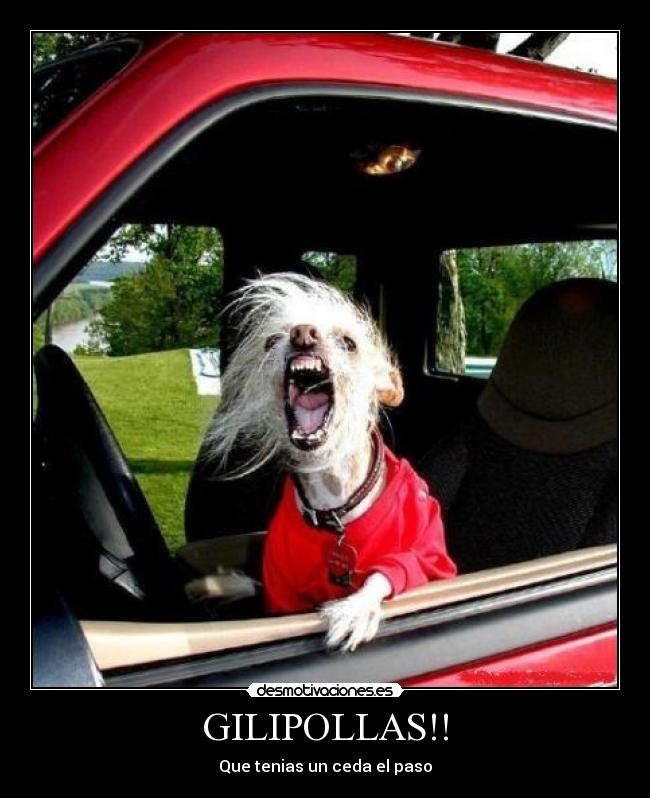 GILIPOLLAS!! - 