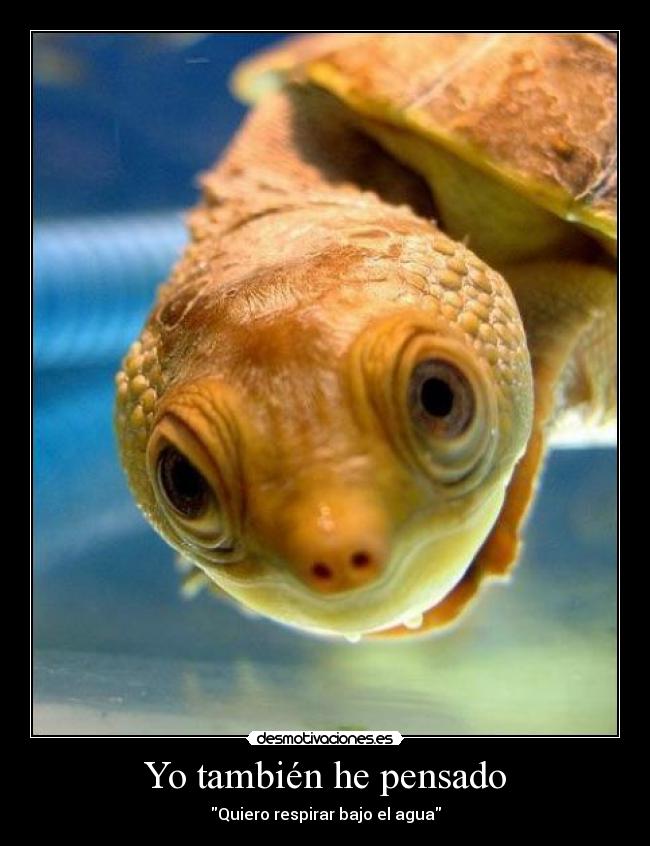 Yo también he pensado -