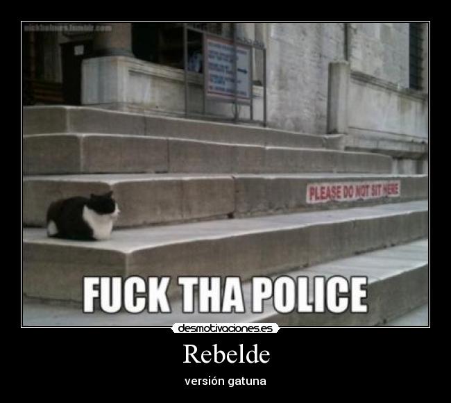 Rebelde - versión gatuna
