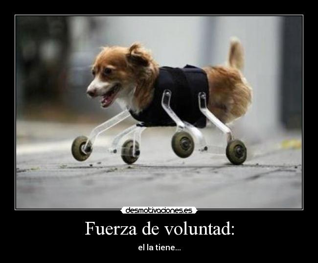 Fuerza de voluntad: - 