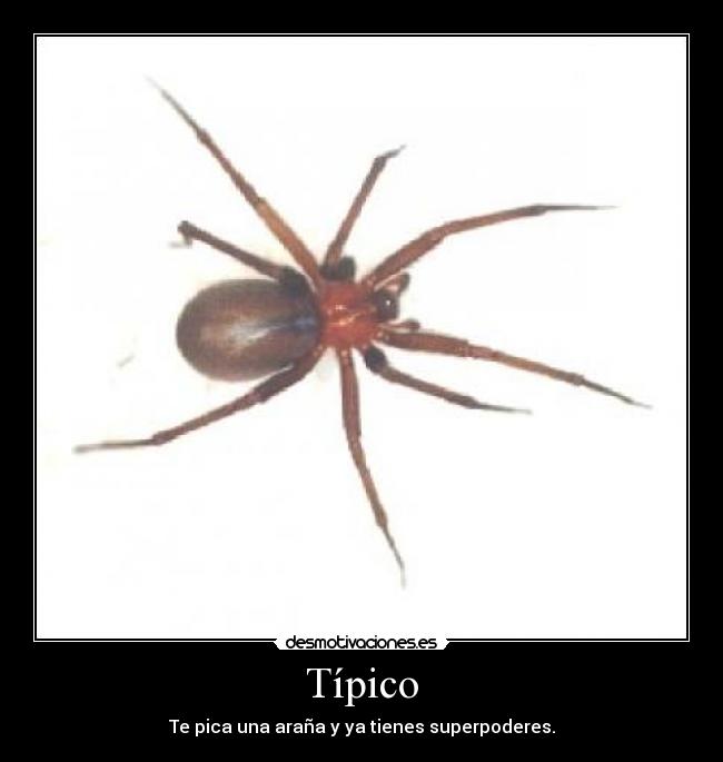 carteles aranas desmotivaciones