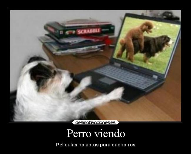 Perro viendo - Películas no aptas para cachorros