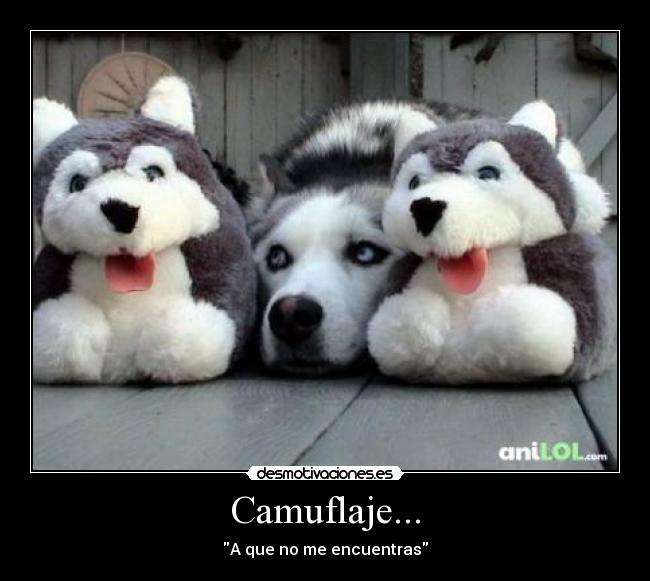 Camuflaje... - 