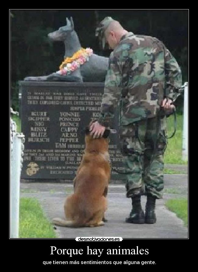 Porque hay animales -