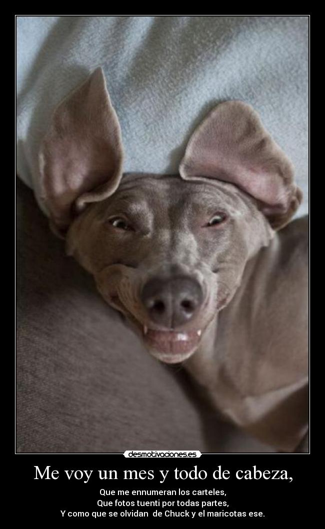 Me voy un mes y todo de cabeza, - Que me ennumeran los carteles,
Que fotos tuenti por todas partes,
Y como que se olvidan de Chuck y el maricotas ese.