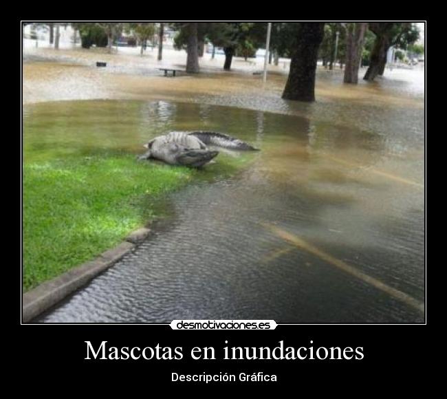 carteles mascotas inundaciones cocodrilos desmotivaciones