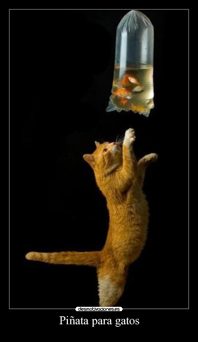 carteles gatos zpufuckyeahwwwwwwwkazherwwwwwwwflordeldesiertowwwwwwwwwwwwwwwwwwwwwwwwwwwwwwwwwwwwwwwwwwwwwwwwwwwww desmotivaciones