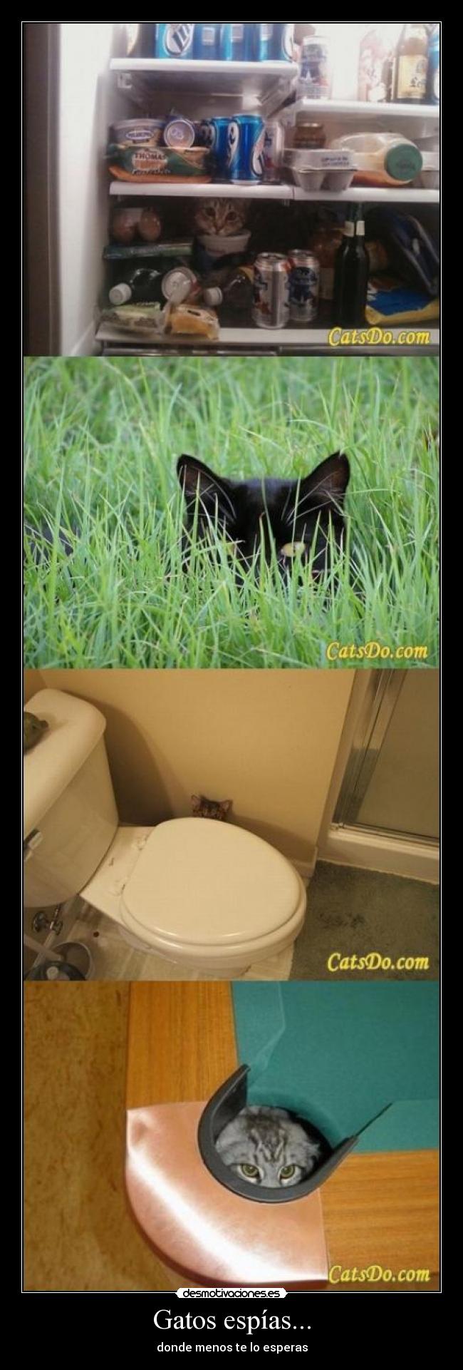 Gatos espías... - 