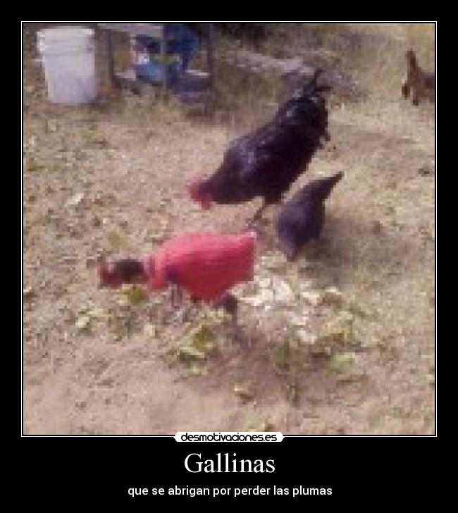 Gallinas - que se abrigan por perder las plumas