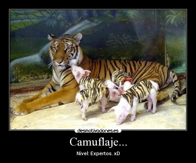 Camuflaje... - Nivel: Expertos. xD