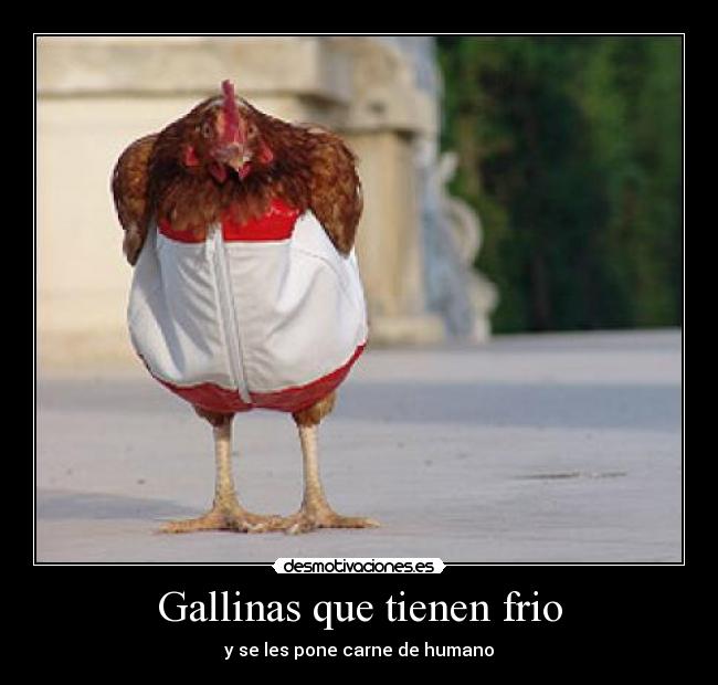 Gallinas que tienen frio -