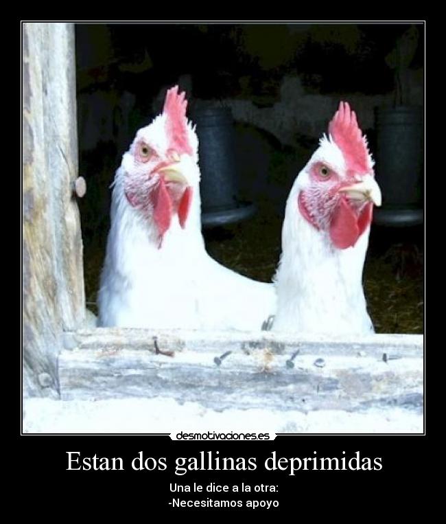 Estan dos gallinas deprimidas - Una le dice a la otra:
-Necesitamos apoyo