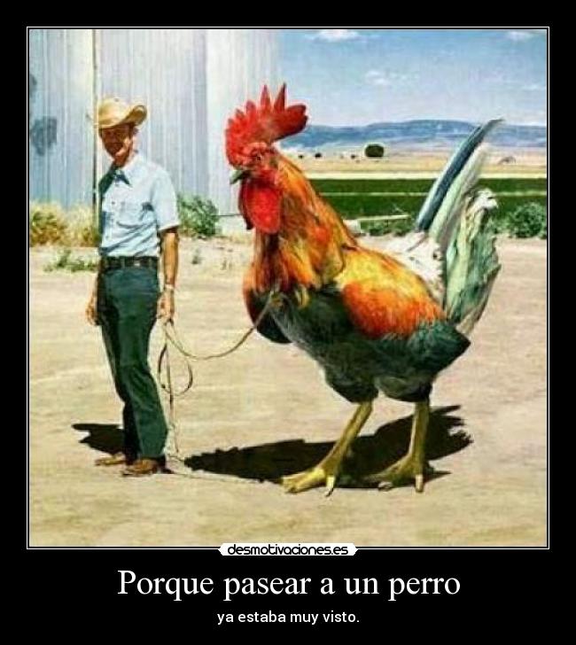 Porque pasear a un perro -