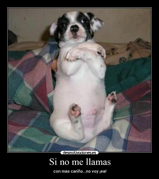 Si no me llamas -