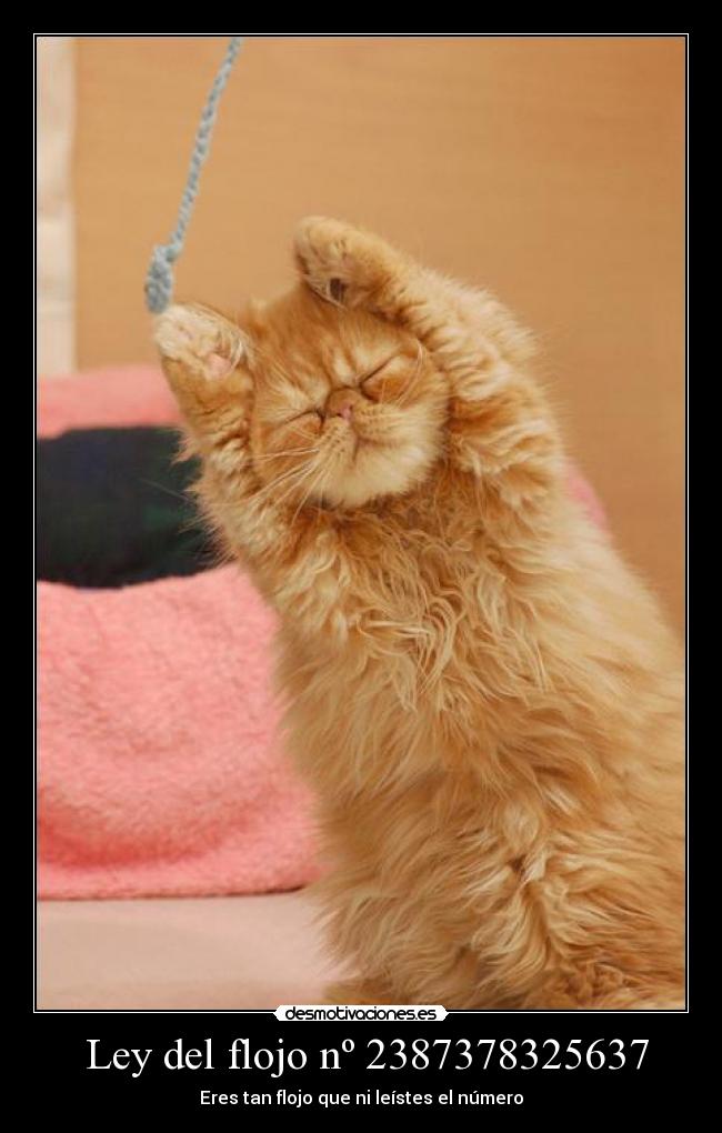 Ley del flojo nº 2387378325637 -