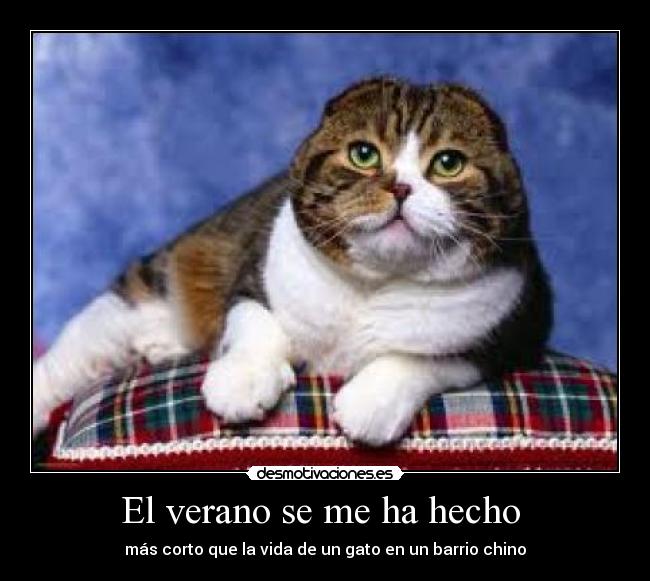 El verano se me ha hecho  - más corto que la vida de un gato en un barrio chino