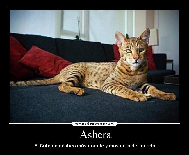  Ashera - 