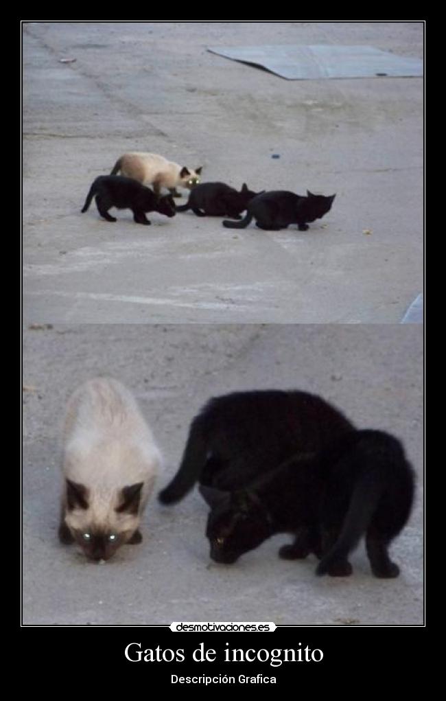 carteles gatos bryan97 desmotivaciones