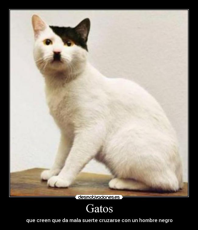 Gatos - que creen que da mala suerte cruzarse con un hombre negro