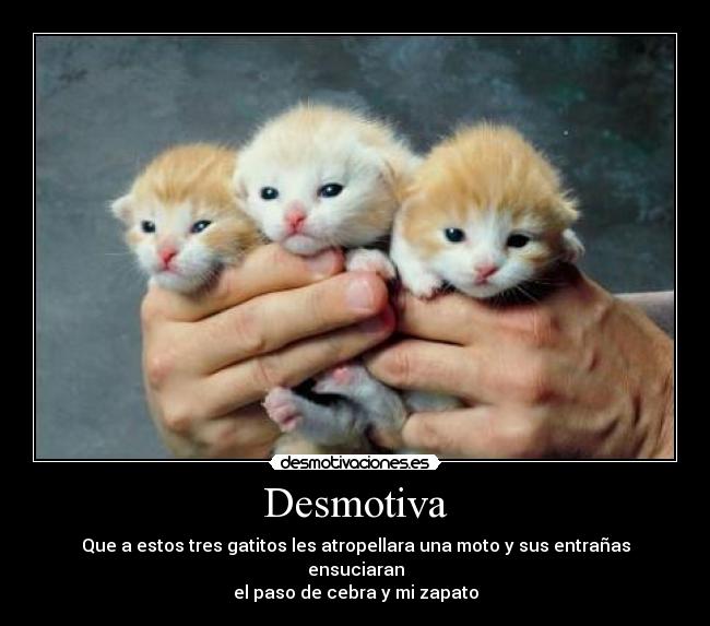 Desmotiva - Que a estos tres gatitos les atropellara una moto y sus entrañas ensuciaran
el paso de cebra y mi zapato