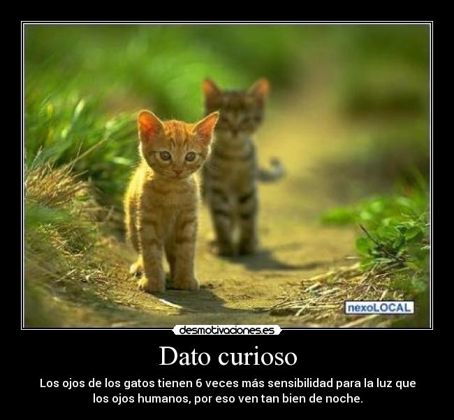 Dato curioso -
