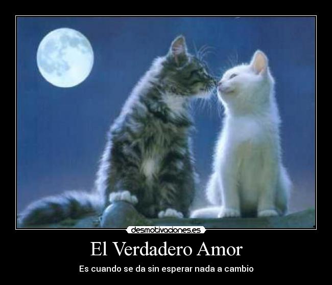 carteles amor amor gatos desmotivaciones