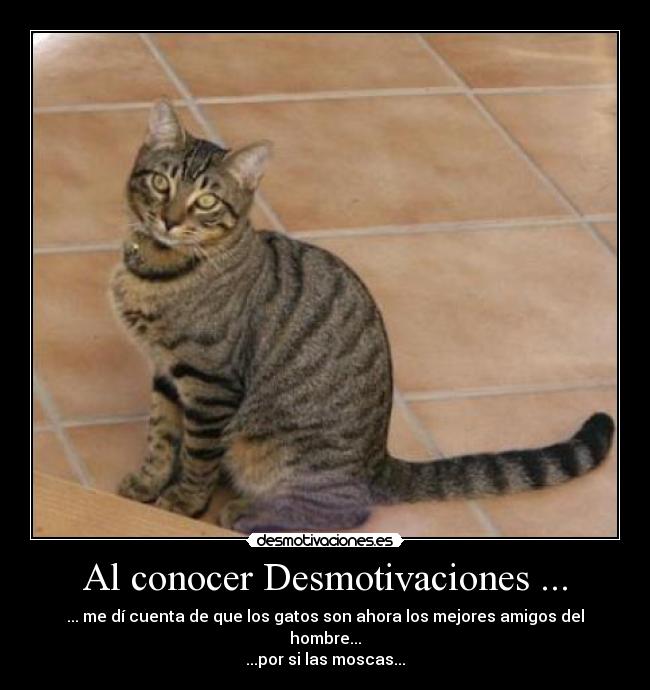 Al conocer Desmotivaciones ... - ... me dí cuenta de que los gatos son ahora los mejores amigos del hombre...
...por si las moscas...