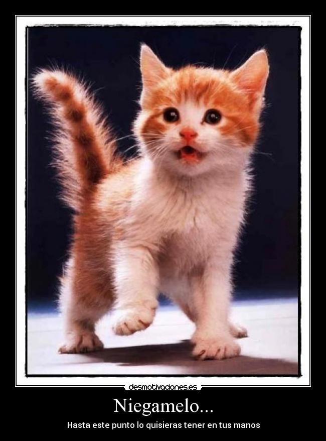 Niegamelo... - Hasta este punto lo quisieras tener en tus manos