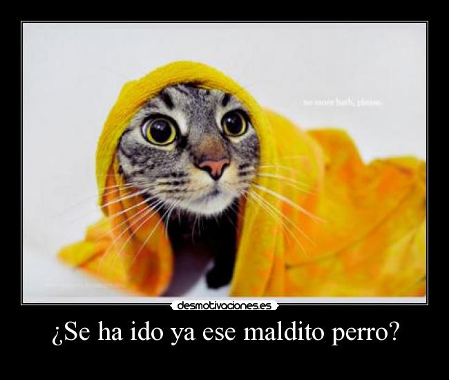 carteles gato escondido perro desmotivaciones