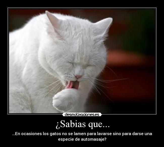 ¿Sabias que... - ...En ocasiones los gatos no se lamen para lavarse sino para darse una
especie de automasaje?