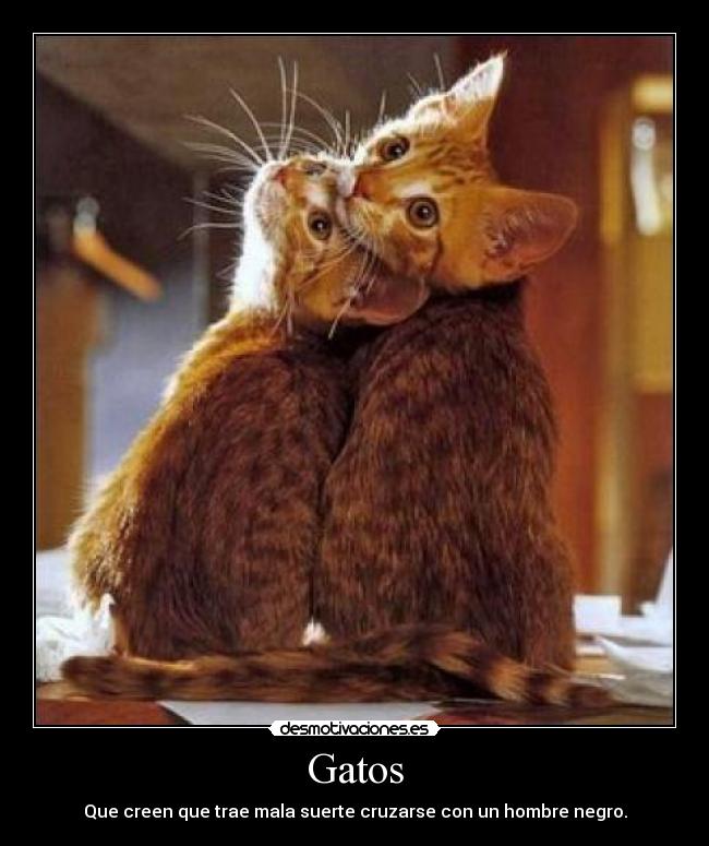 Gatos - 