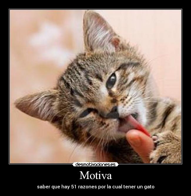 Motiva - saber que hay 51 razones por la cual tener un gato