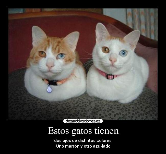 Estos gatos tienen - dos ojos de distintos colores:
Uno marrón y otro azu-lado